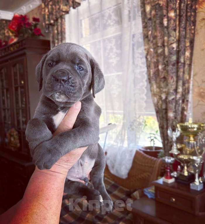 Собаки в Ростове-на-Дону: Эксклюзивные Щенки Кане Корсо  Мальчик, Бесплатно - фото 2