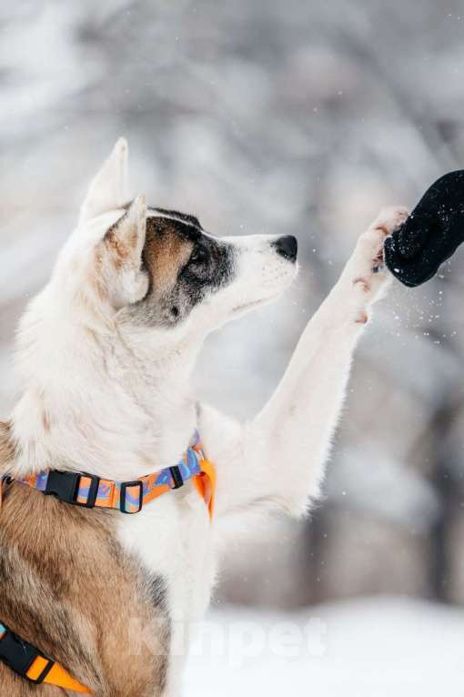 Собаки в Москве: Яркая Рина ищет дом Девочка, Бесплатно - фото 5