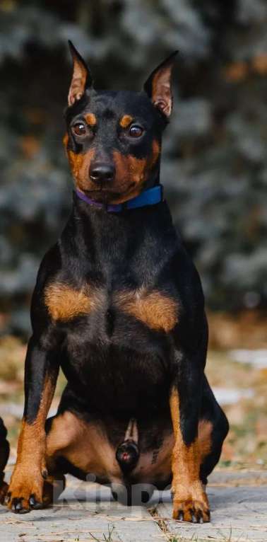 Собаки в Новосибирске: Щенки цвергпинчера Разнополые, 30 000 руб. - фото 4