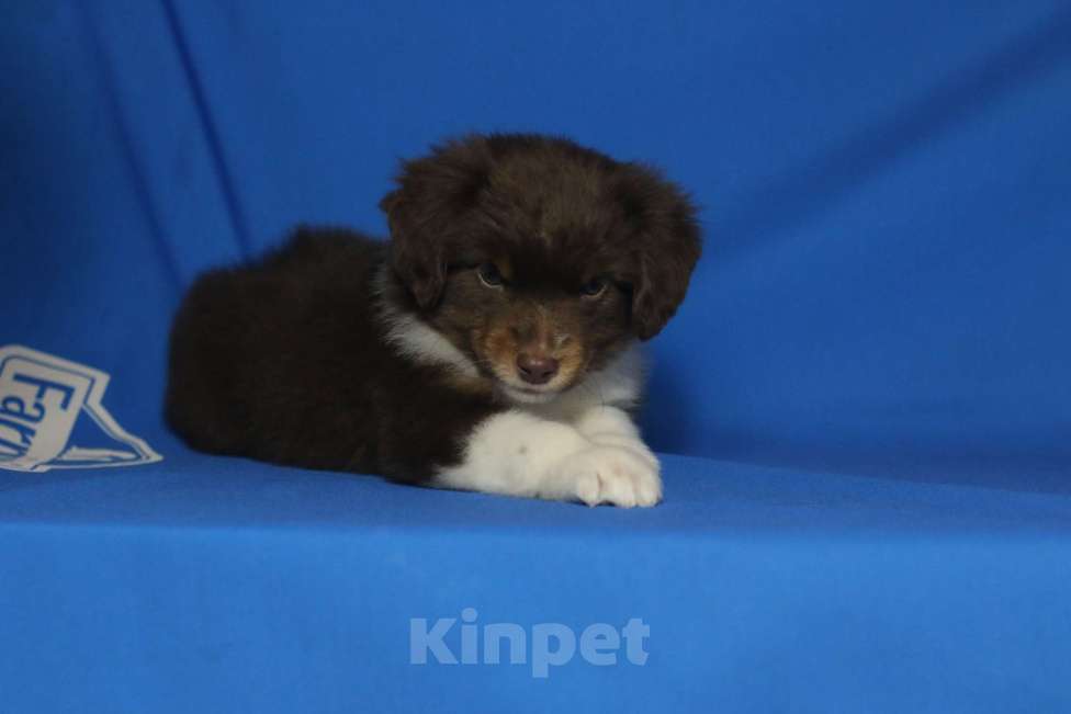 Собаки в Рязани: Ще́нки мини ауси Разнополые, 60 000 руб. - фото 5