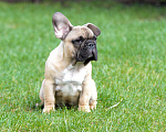 Собаки в Ртищево: Щенки французского бульдога Мальчик, 80 000 руб. - фото 2