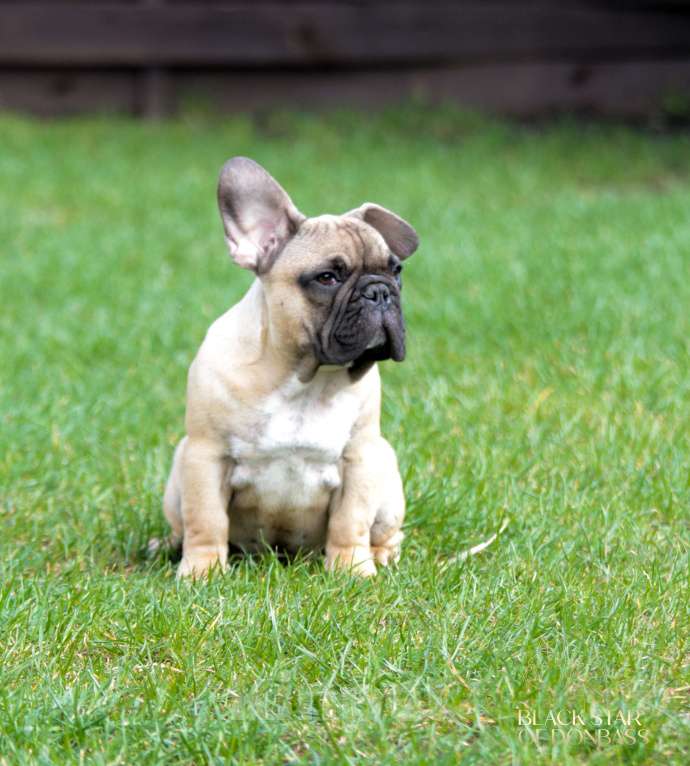 Собаки в Ртищево: Щенки французского бульдога Мальчик, 80 000 руб. - фото 2