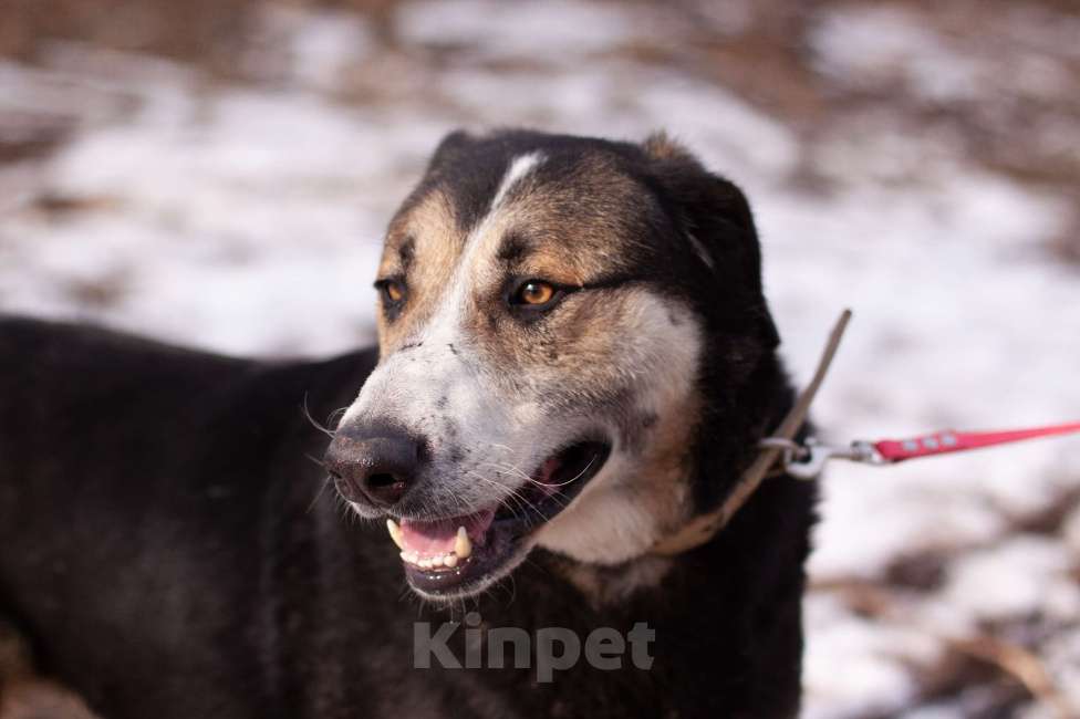 Собаки в Балашихе: Байкал Мальчик, Бесплатно - фото 2