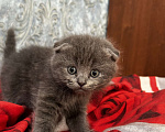 Кошки в Рязани: Шотландские котята Мальчик, 3 000 руб. - фото 5