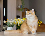 Кошки в Владивостоке: Очаровательная британская кошечка Девочка, 70 000 руб. - фото 5