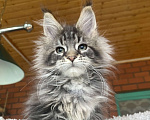 Кошки в других городах Московской области: Мейн-кун котенок Девочка, 120 000 руб. - фото 6