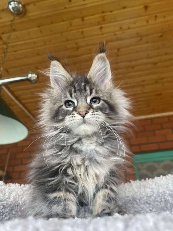 Кошки в других городах Московской области: Мейн-кун котенок Девочка, 120 000 руб. - фото 6