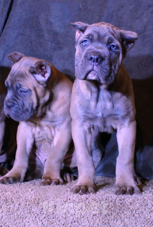 Собаки в Москве: Красивые форментинцы  Мальчик, 80 000 руб. - фото 2