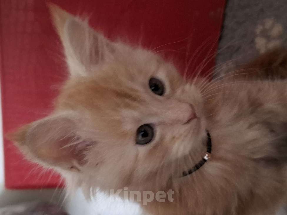 Кошки в Москве: Подарок к 8 марта. Девочка, 25 000 руб. - фото 1