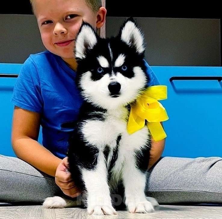 Собаки в Уфе: Хаски Щенки Разных окрасов Разнополые, Бесплатно - фото 1