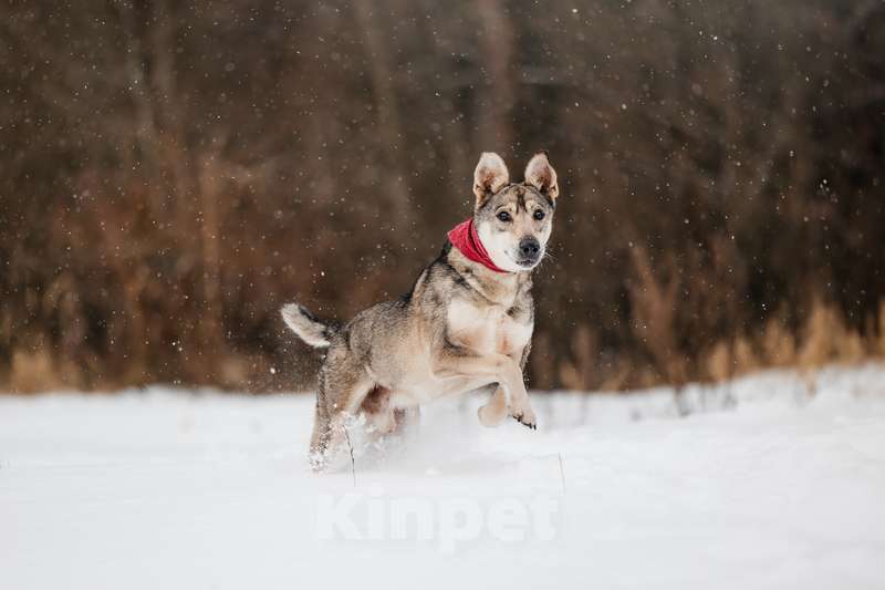 Собаки в Москве: Милый оптимист Джек ищет дом Мальчик, 1 руб. - фото 7