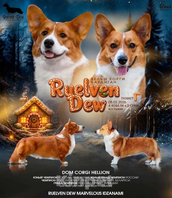 Собаки в Рязани: Рыжое счастье Мальчик, 40 000 руб. - фото 4