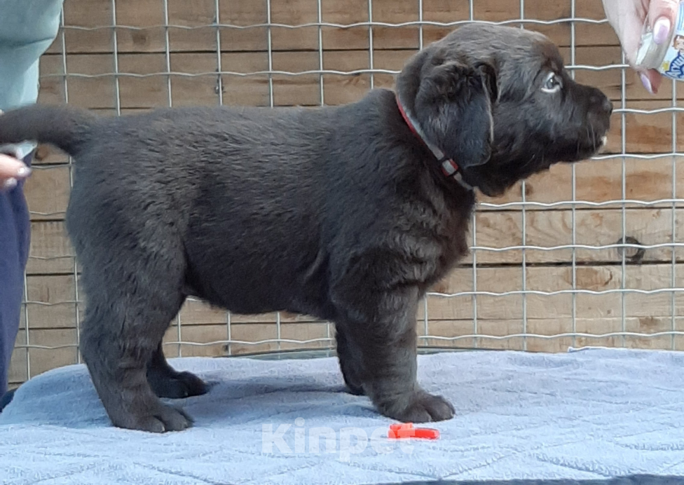 Собаки в Курске: Лабрадор-Ретривер, щенок  Девочка, 60 000 руб. - фото 4