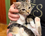 Кошки в Москве: Котёнок Гаечка ищет дом Девочка, Бесплатно - фото 6