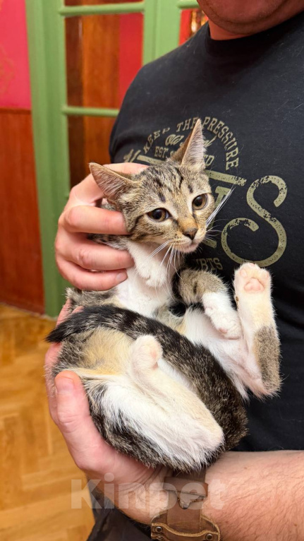 Кошки в Москве: Котёнок Гаечка ищет дом Девочка, Бесплатно - фото 6