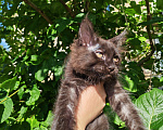 Кошки в Екатеринбурге: Котенок мейн-кун Девочка, 35 000 руб. - фото 6