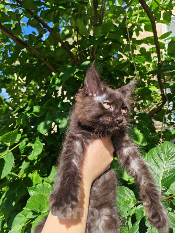Кошки в Екатеринбурге: Котенок мейн-кун Девочка, 35 000 руб. - фото 6