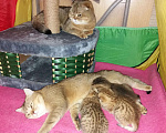 Кошки в Острогожске: Вязка, 5 000 руб. - фото 1