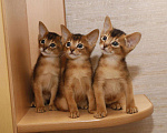 Кошки в Калаче-На-Доне: Абиссинские котята, 25 000 руб. - фото 4