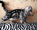 Кошки в Тамбове: Вязка, 2 500 руб. - фото 1