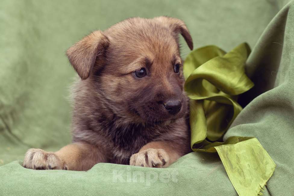 Собаки в Москве: щенок Коржик в добрые руки Мальчик, Бесплатно - фото 8