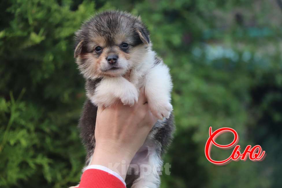 Собаки в Москве: Вельш Корги Пемброк  девочка Сью Девочка, 50 000 руб. - фото 6