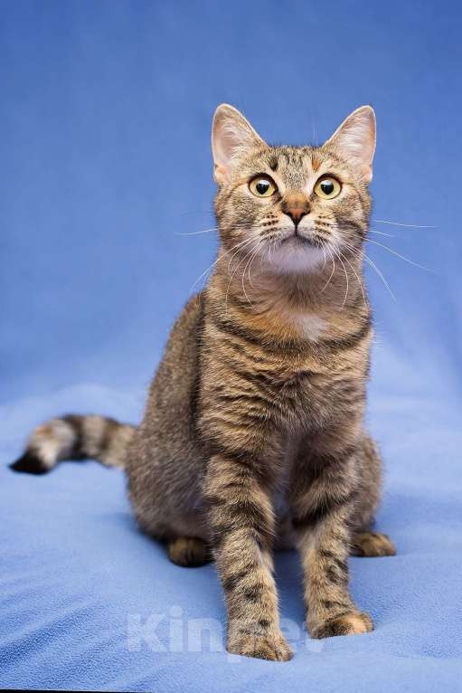 Кошки в Москве: Очаровательная полосатая кошечка Джуля в добрые руки Девочка, 1 руб. - фото 1