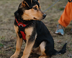 Собаки в Санкт-Петербурге: Гарри из приюта в добрые руки Мальчик, Бесплатно - фото 5