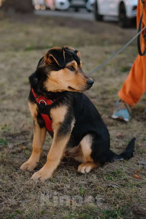 Собаки в Санкт-Петербурге: Гарри из приюта в добрые руки Мальчик, Бесплатно - фото 5