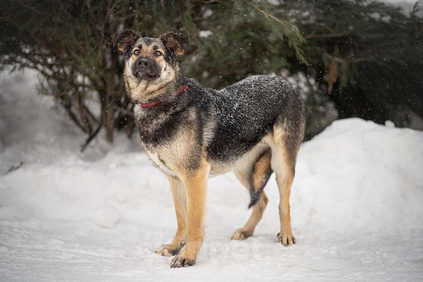 Собаки в Москве: Сэнди Девочка, Бесплатно - фото 5