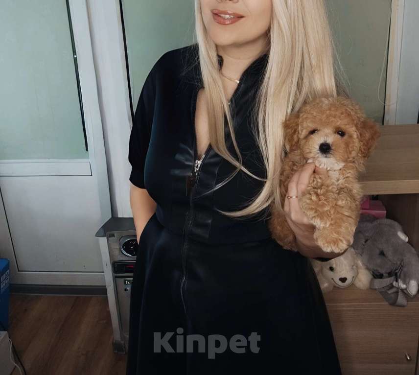 Собаки в Москве: Мальтипу Тедди 🐻 девочка  Девочка, 125 000 руб. - фото 1