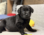 Собаки в других городах Московской области: Черный щенок лабрадора Мальчик, 80 000 руб. - фото 2