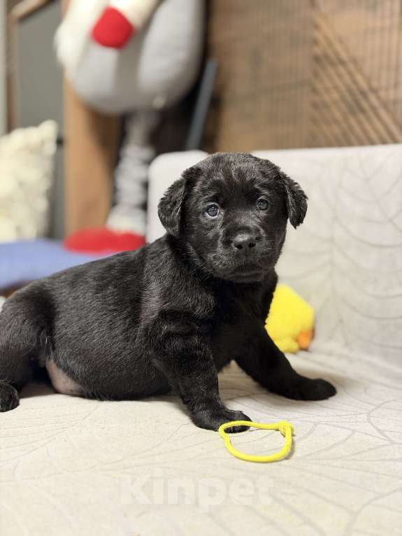 Собаки в других городах Московской области: Черный щенок лабрадора Мальчик, 80 000 руб. - фото 2
