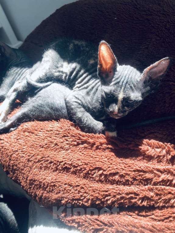 Кошки в Сочи: Котята Сфинкс Браш Девочка, 10 000 руб. - фото 4