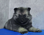 Собаки в Новосибирске: Вольфшпиц от титулованных родителей Мальчик, 60 000 руб. - фото 2