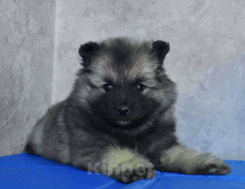 Собаки в Новосибирске: Вольфшпиц от титулованных родителей Мальчик, 60 000 руб. - фото 2