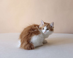 Кошки в Серпухове: Фиалка Русские Цветы Курильский Бобтейл Девочка, 50 000 руб. - фото 3
