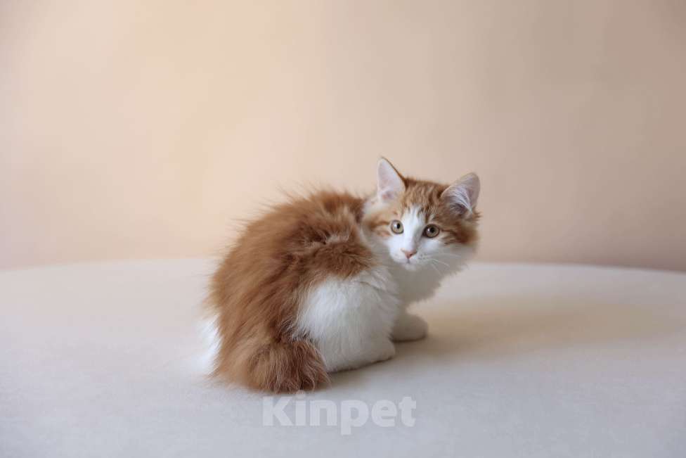 Кошки в Серпухове: Фиалка Русские Цветы Курильский Бобтейл Девочка, 50 000 руб. - фото 3