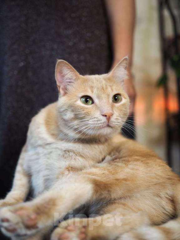 Кошки в Люберцах: Котик Арчи в поисках дома Мальчик, Бесплатно - фото 4