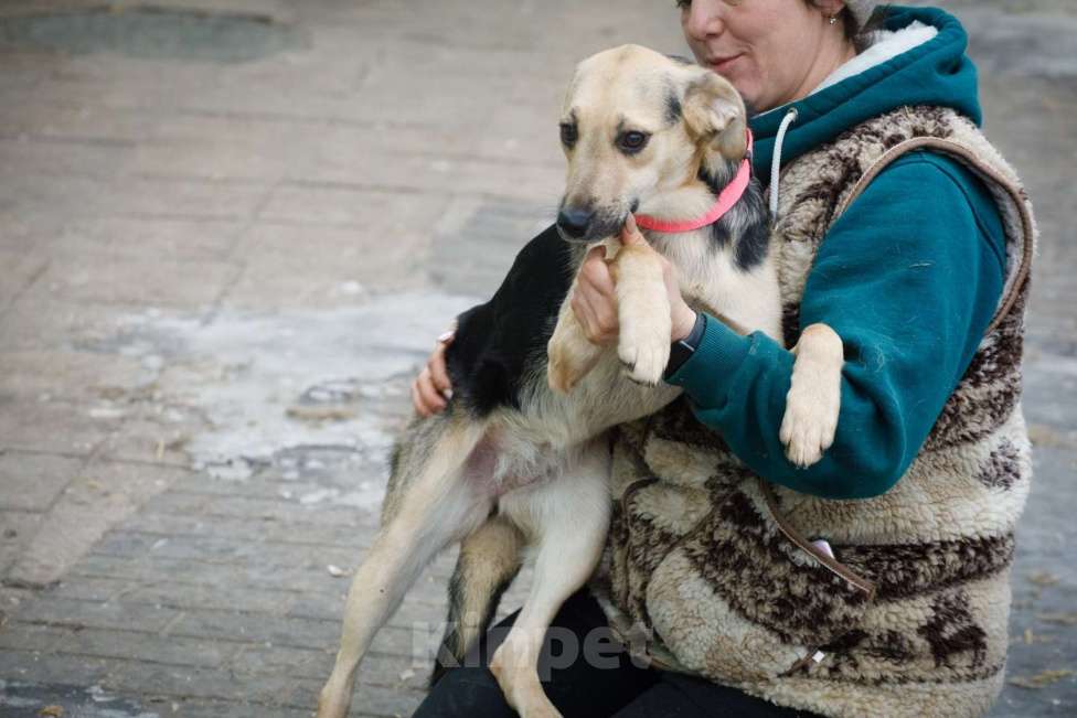 Собаки в Москве: Маленькая милашка Глория ищет дом Девочка, 1 руб. - фото 8