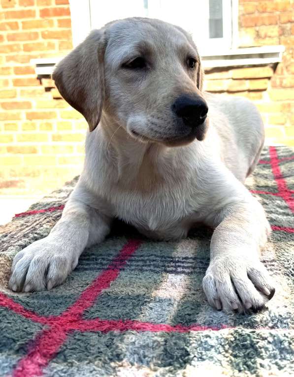 Собаки в Краснодаре: Щенки лабрадора палевые Мальчик, 25 000 руб. - фото 5