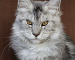 Кошки в Санкт-Петербурге: Мейн-кун котёнок Мальчик, 20 000 руб. - фото 1