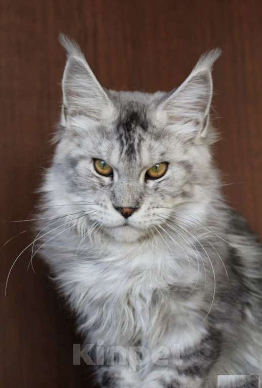 Кошки в Санкт-Петербурге: Мейн-кун котёнок Мальчик, 20 000 руб. - фото 1