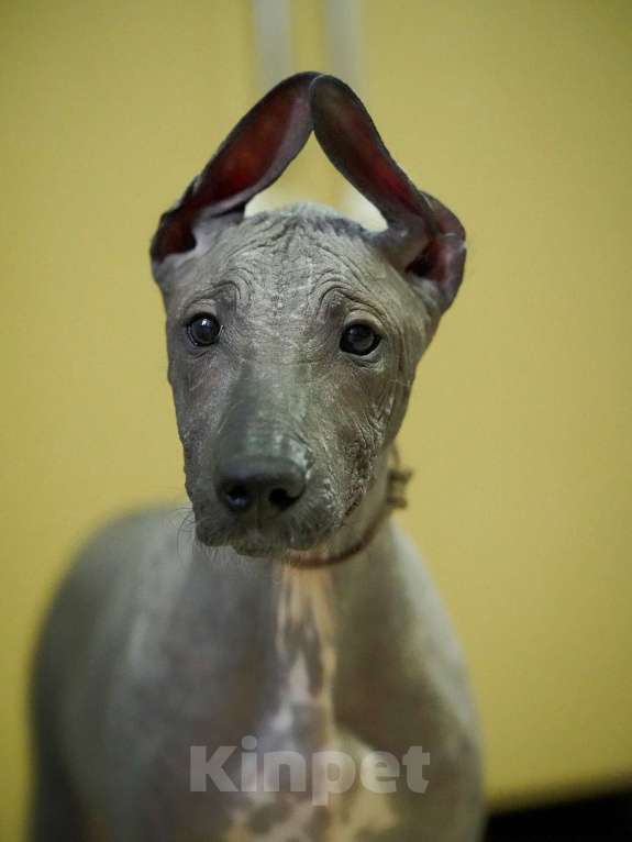 Собаки в Москве: Ксолоитцкуинтли стандартного размера  Мальчик, 50 000 руб. - фото 1