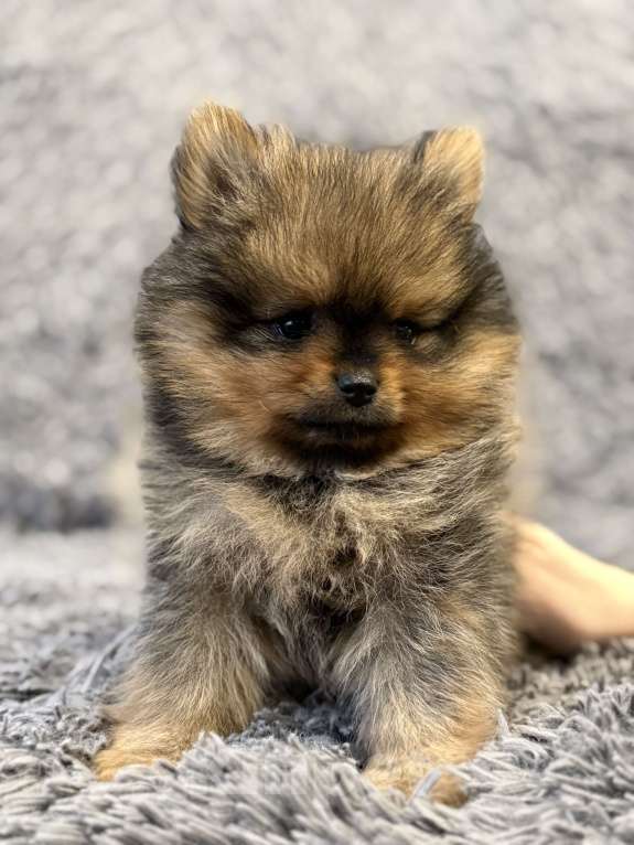 Собаки в Москве: Щенок померанский шпиц Девочка, 70 000 руб. - фото 4