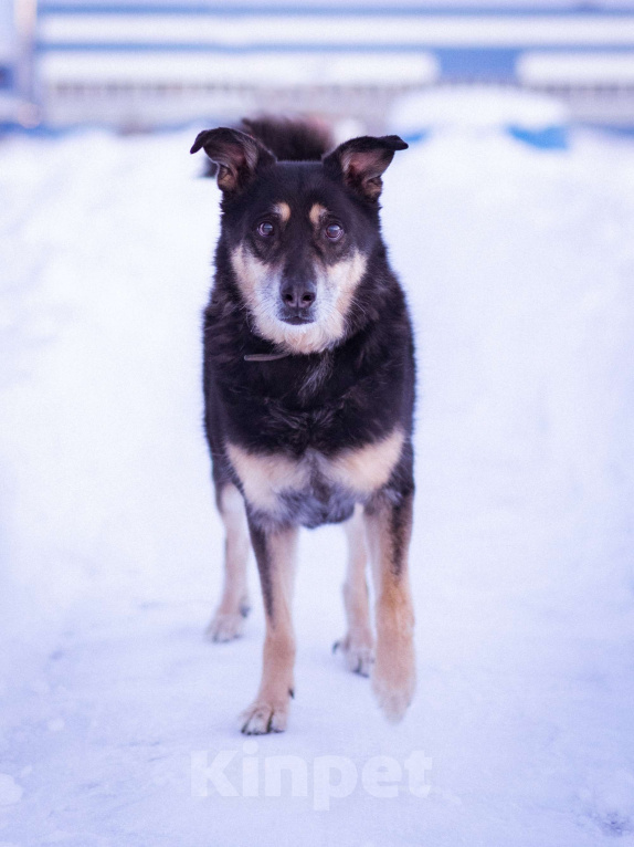 Собаки в Москве: Домашний пёсик в приюте, ищет новых хозяев Мальчик, Бесплатно - фото 7