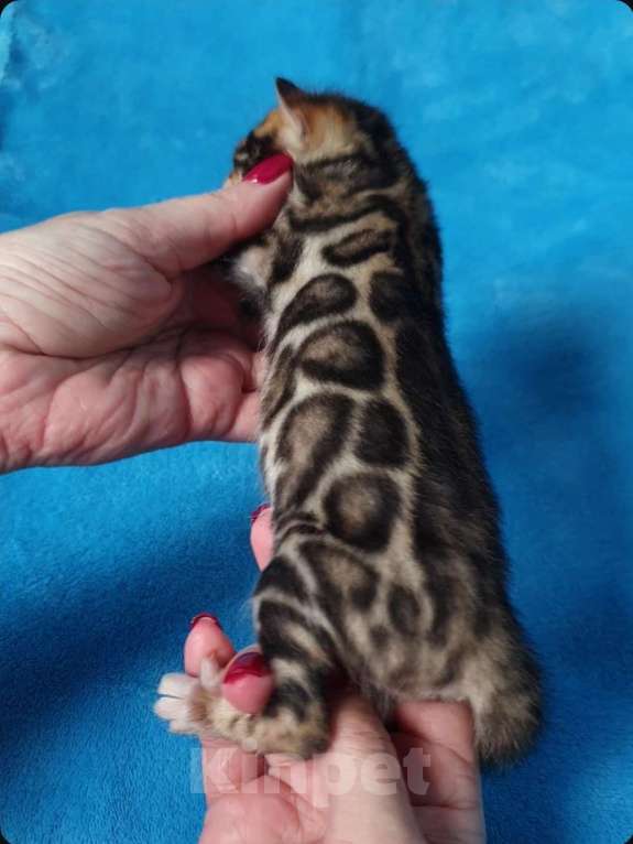 Кошки в Москве: Бенгальский мальчик Мальчик, 80 000 руб. - фото 1