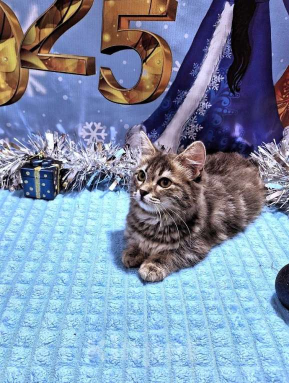 Кошки в Новосибирске: Девочка манчкин стандарт с документами Девочка, 80 000 руб. - фото 6