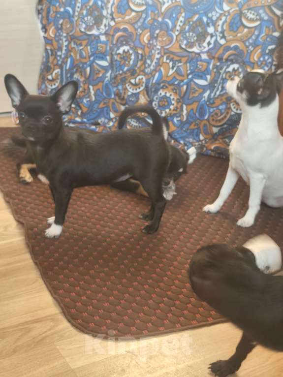 Собаки в Кудрово: Чихуахуа девочка Девочка, 40 000 руб. - фото 2