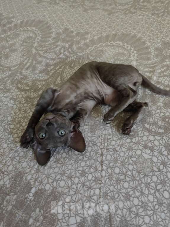 Кошки в Смоленске: Бархатный котенок Мальчик, 35 000 руб. - фото 8